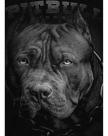 Bluza Pit Bull IN BORN Black